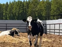 Kuh, Holstein-Rasse — Foto 5