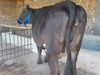 Cow, Holstein breed — photo 2