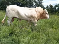 Бұқа, Blonde d’Aquitane cattle — 1-сурет