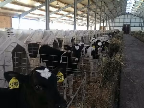Bull, Holstein breed