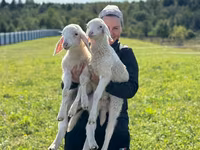 كبش, Assaf sheep — الصورة 3