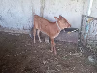 Cow, Cattle — photo 1