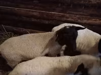Widder, Katum sheep — Foto 7