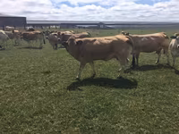Vaca, Partenaise cattle — foto 2