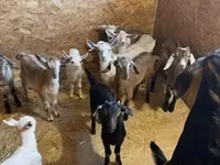 عنزة, Nubian Goat — الصورة 7