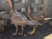 ऑस्ट्रेलियन गेम — फ़ोटो 2