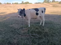 Cow, Holstein breed — photo 3
