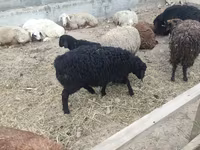 भेड़, भेड़ — फ़ोटो 2