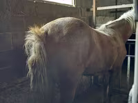 Mare, Horses — photo 2