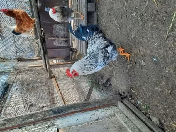 Chickens