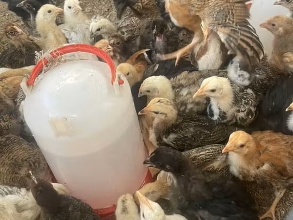 Chickens — Kirguistán