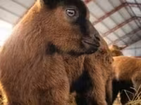 बकरी, Saanen goat — फ़ोटो 5
