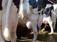 Сиыр, Swiss cattle — 1-сурет