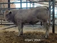 Бұқа, Charolais cattle — 5-сурет