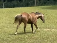 Hengst, Rocky Mountain Horse — Foto 4