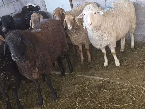 Қошқар, Hissar sheep