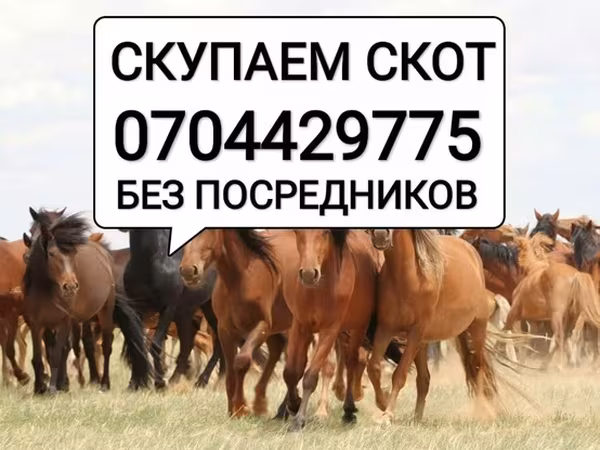Айғыр, Жылқылар — Қырғызстан
