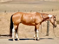 Бие, Quarter Horse — 2-сурет
