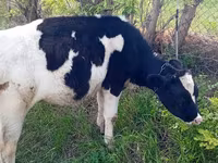 Cow, Holstein breed — photo 1