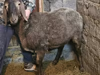 Қой, Arashan sheep — 1-сурет