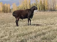 Ram, Sheep — photo 2