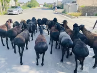 मेढ़ा, भेड़ — फ़ोटो 3
