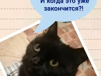 Необходимо мясо, живой скот. — फ़ोटो 5