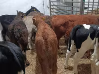 Toro, Ganado vacuno — foto 4