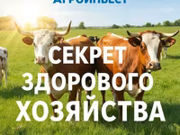 Vaca, Swiss cattle — foto 1
