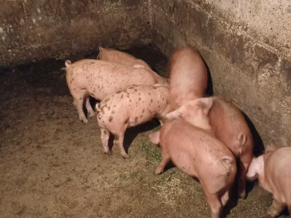 Boar, Pigs