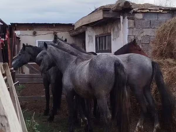 Айғыр, Horse breed