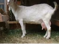 Billy Goat, Saanen goat — photo 4