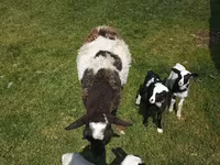 Carnero, Kuibyshev sheep — foto 7