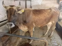 Vaca, Swiss cattle — foto 4