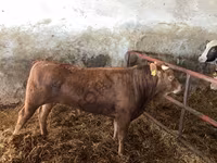 Vaca, Raza Holstein — foto 3