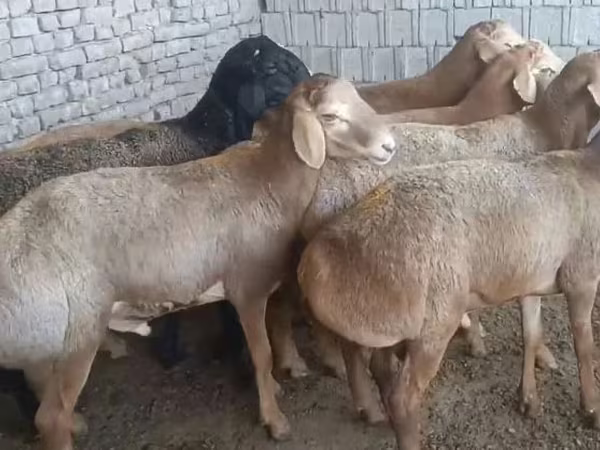 Widder, Edilbay sheep