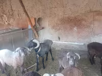 Ram, Sheep — photo 4