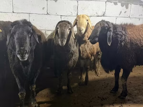 Ram, Arashan sheep