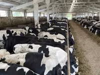 Сиыр, Yaroslavl cattle — 3-сурет