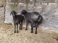 Ram, Hissar sheep — photo 3