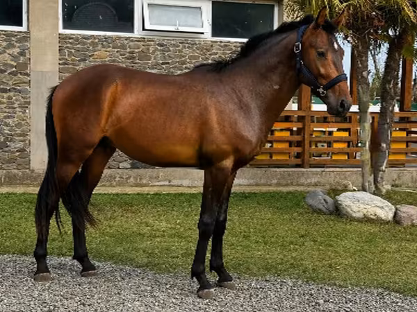 Айғыр, Karachay horse