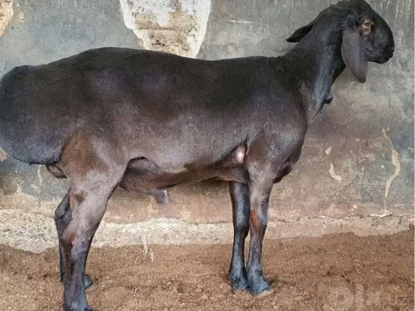 मेढ़ा, भेड़