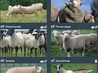 كبش, Romanov sheep — الصورة 8