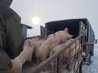 Свиноматка, Свиньи — фото 8