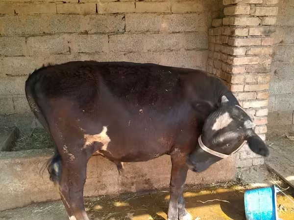 Toro, Ganado vacuno — Uzbekistán
