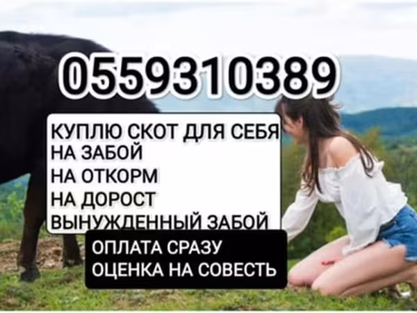 Бұқа, Ірі қара