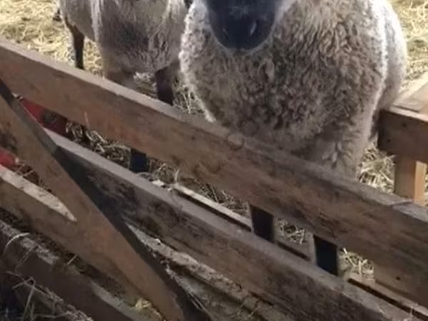 भेड़, Blackheaded Persian sheep — रूस