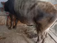 Cow, Cattle — photo 1