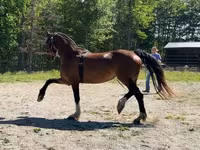 Бие, Dutch warmblood horse — 3-сурет