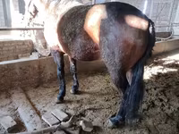 Horse (M), Horses — photo 4